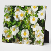 Cherokee Rose Offiziell Staat Blume Georgia, USA Fotoplatte (Seite)