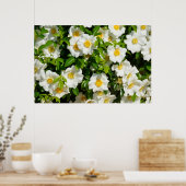 Cherokee Rose Poster (Küche)