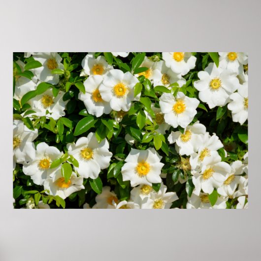 Cherokee Rose Poster (Vorne)