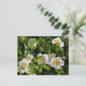 Cherokee Rose Postkarte (Stehend Vorderseite)