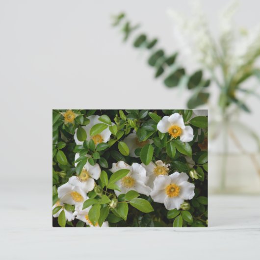 Cherokee Rose Postkarte (Stehend Vorderseite)