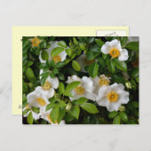 Cherokee Rose Postkarte (Vorne/Hinten)