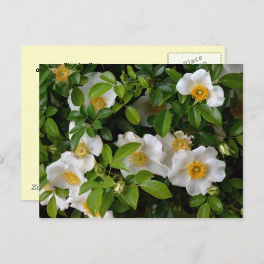 Cherokee Rose Postkarte (Vorne/Hinten)