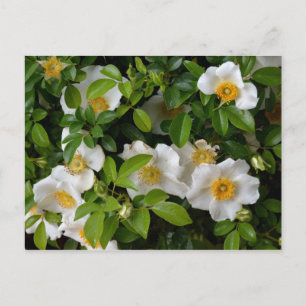 Cherokee Rose Postkarte