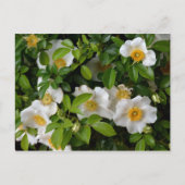 Cherokee Rose Postkarte (Vorderseite)