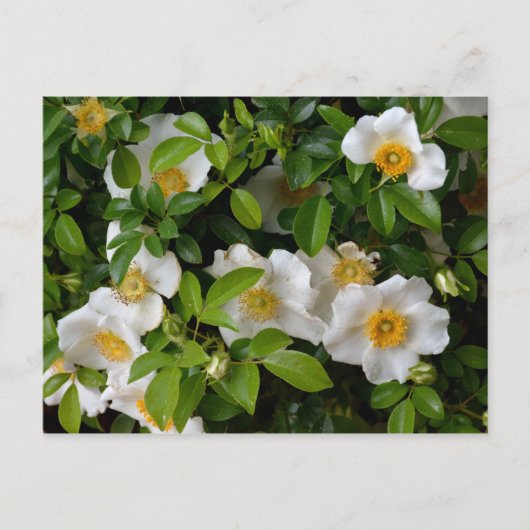 Cherokee Rose Postkarte (Vorderseite)