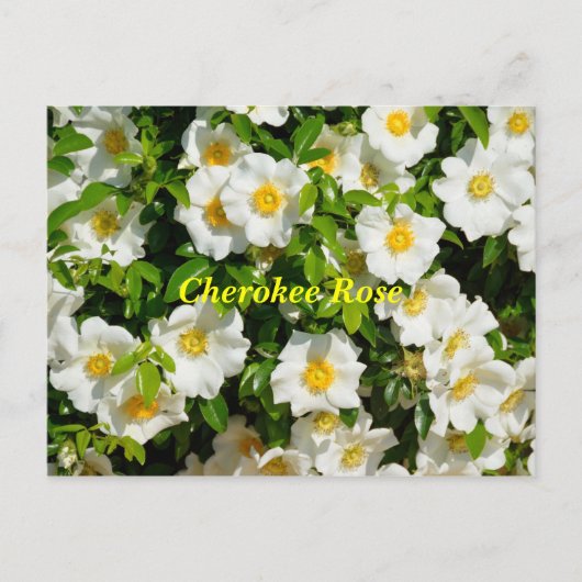 Cherokee Rose Postkarte (Vorderseite)