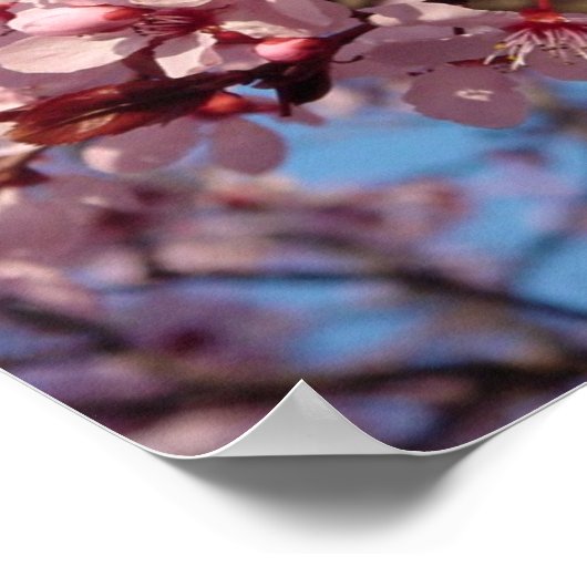 Cherries Jubilee (1) Poster (Ecke)