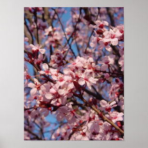 Cherries Jubilee (1) Poster