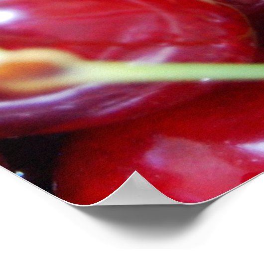 Cherries roter Obstkost frisch nah Poster (Ecke)