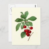 Cherries von Pierre-Joseph Redouté Postkarte (Vorne/Hinten)