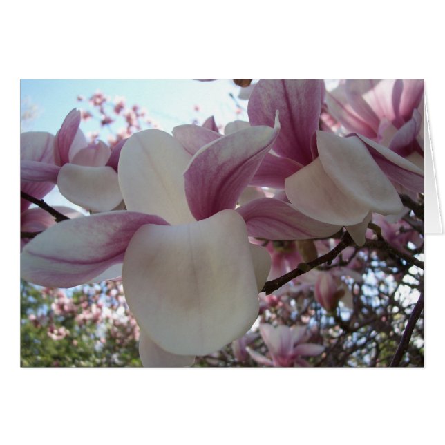 Cherry Blossom (Vorderseite (Horizontal))