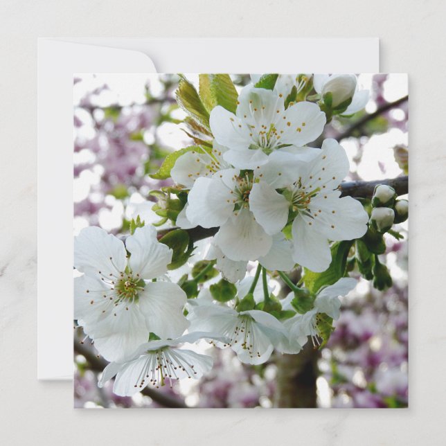 Cherry Blossom (Vorderseite)