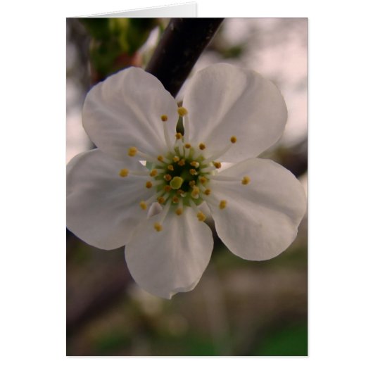 Cherry Blossom (Vorne)