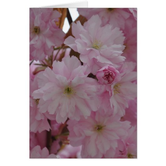 Cherry Blossom (Vorne)