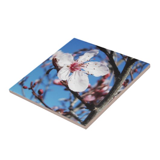 Cherry Blossom 2 Fliese (Seite)