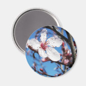 Cherry Blossom 2 Magnet (Vorderseite/Rückseite)