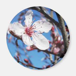 Cherry Blossom 2 Magnet