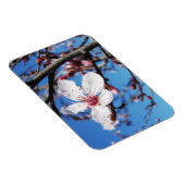 Cherry Blossom 2 Magnet (Rechte Seite)