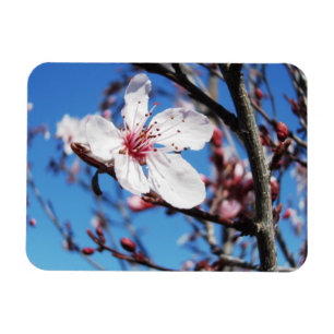 Cherry Blossom 2 Magnet