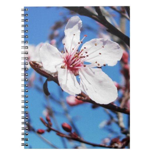 Cherry Blossom 2 Notizblock (Vorderseite)