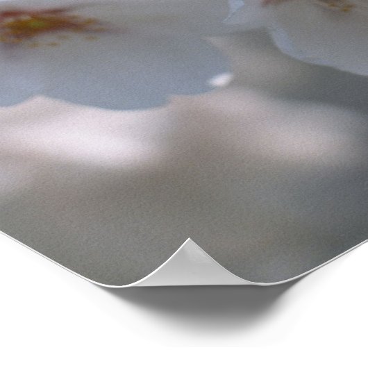Cherry Blossom 2 Poster (Ecke)