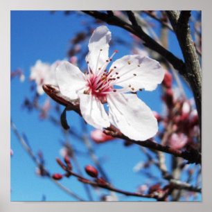 Cherry Blossom 2 Poster