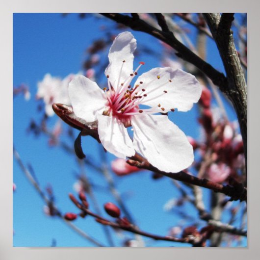 Cherry Blossom 2 Poster (Vorne)