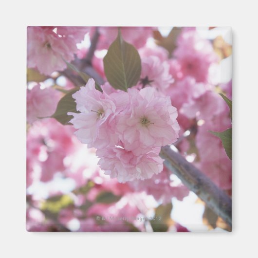 Cherry Blossom 4 Magnet (Vorne)