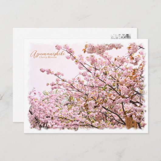 Cherry Blossom "Azuma-nishiki" ポストカード Postkarte (Vorne/Hinten)