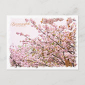 Cherry Blossom "Azuma-nishiki" ポストカード Postkarte (Vorderseite)