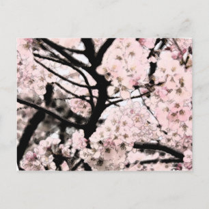 Cherry Blossom bearbeitet Postkarte
