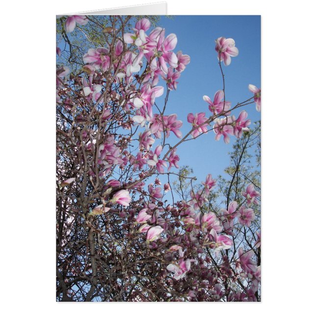 Cherry Blossom Begrüßung (Vorne)