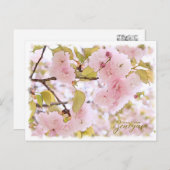Cherry Blossom "Benigasa" ポストカード Postkarte (Vorne/Hinten)