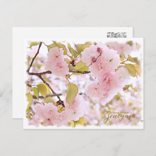 Cherry Blossom "Benigasa" ポストカード Postkarte (Vorne/Hinten)