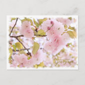 Cherry Blossom "Benigasa" ポストカード Postkarte (Vorderseite)