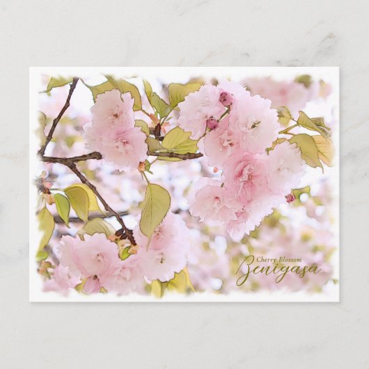 Cherry Blossom "Benigasa" ポストカード Postkarte (Vorderseite)
