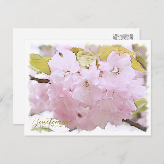 Cherry Blossom "Benitemari" ポストカード Postkarte (Vorne/Hinten)