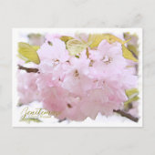 Cherry Blossom "Benitemari" ポストカード Postkarte (Vorderseite)