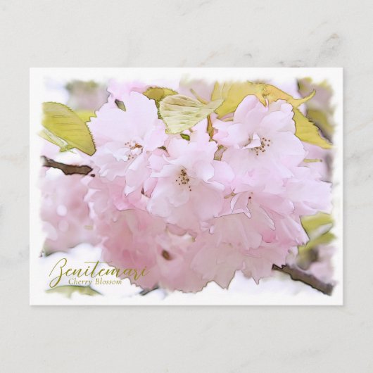 Cherry Blossom "Benitemari" ポストカード Postkarte (Vorderseite)