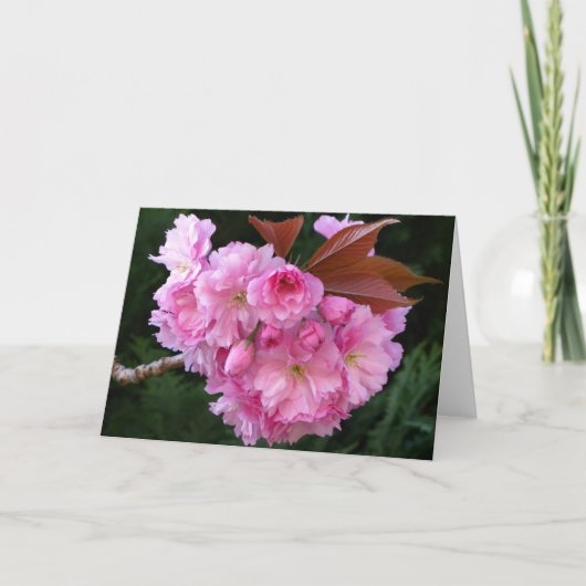 Cherry Blossom Blank Greetings Card Karte (Vorderseite)