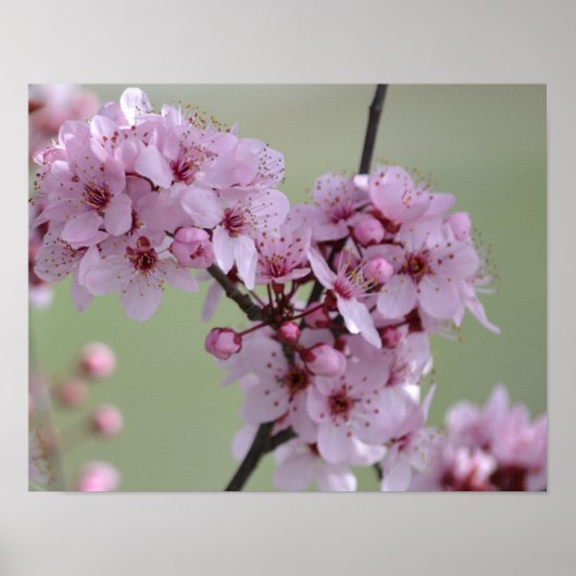 Cherry Blossom Blume Poster (Vorne)