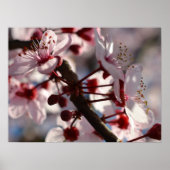 Cherry Blossom Blume Poster (Vorne)