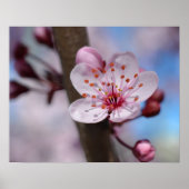 Cherry Blossom Blume Poster (Vorne)