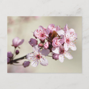 Cherry Blossom Blume Postkarte