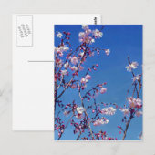 Cherry Blossom Branches Postkarte (Vorne/Hinten)