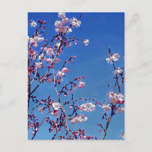 Cherry Blossom Branches Postkarte (Vorderseite)