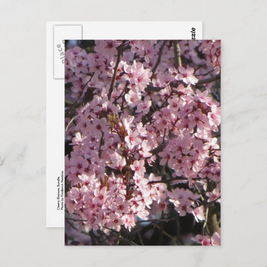 Cherry Blossom Bundle Postkarte (Vorne/Hinten)