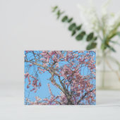 Cherry Blossom. Cardiff, Wales Postcard Postkarte (Stehend Vorderseite)