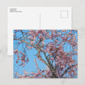 Cherry Blossom. Cardiff, Wales Postcard Postkarte (Vorne/Hinten)